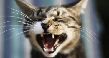 Колко зъба има котката: челюстната диаграма на възрастна котка
